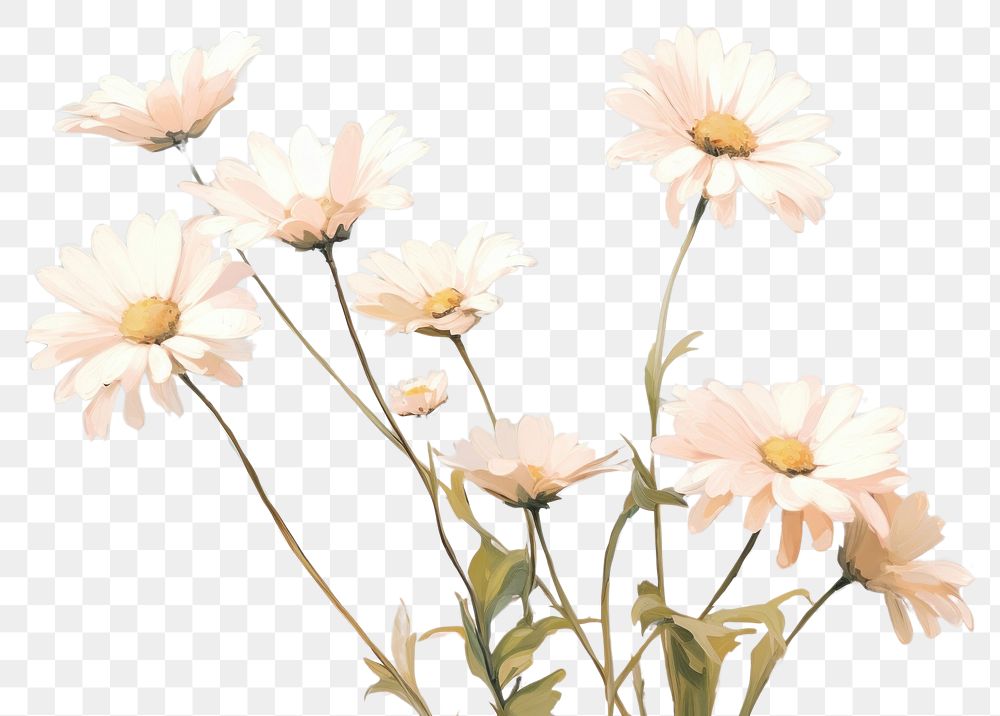 PNG Daisy blossom flower petal. AI generated Image by rawpixel.
