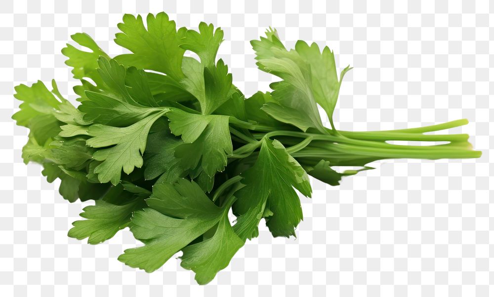 PNG Cilantro parsley plant herbs. AI generated Image by rawpixel.