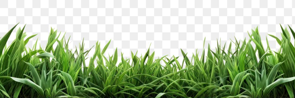 PNG Green field border backgrounds outdoors nature. AI generated Image by rawpixel.