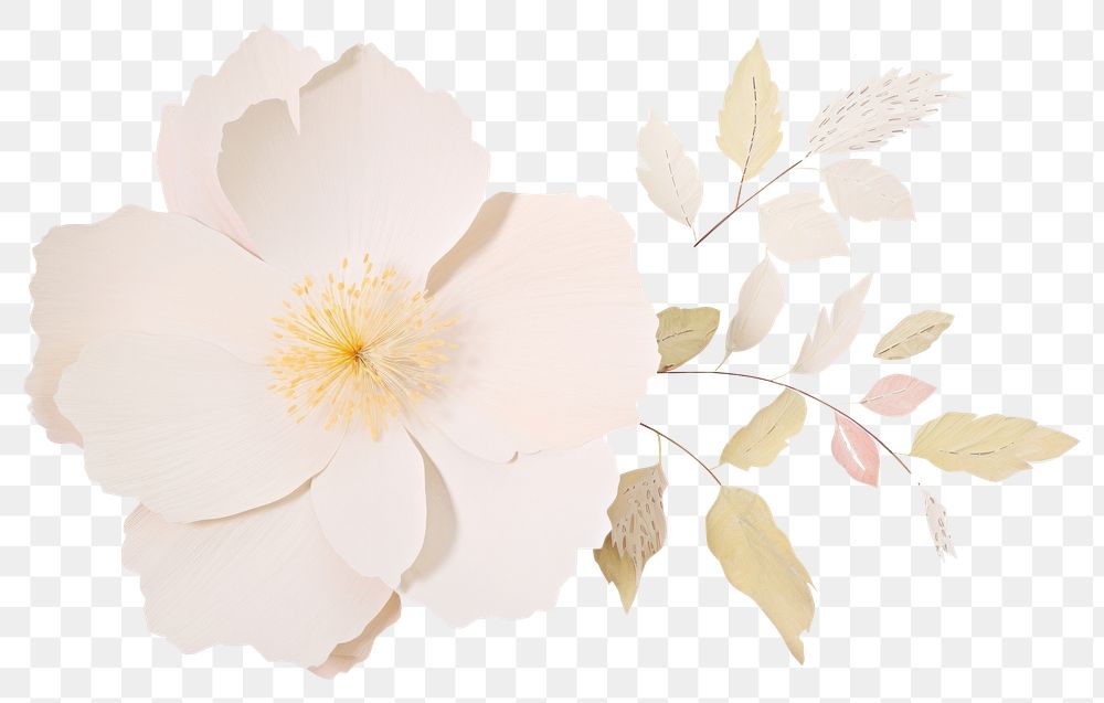 PNG  Flower blossom petal plant white. AI generated Image by rawpixel.