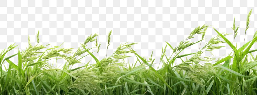 PNG  Outdoors nature plant grass