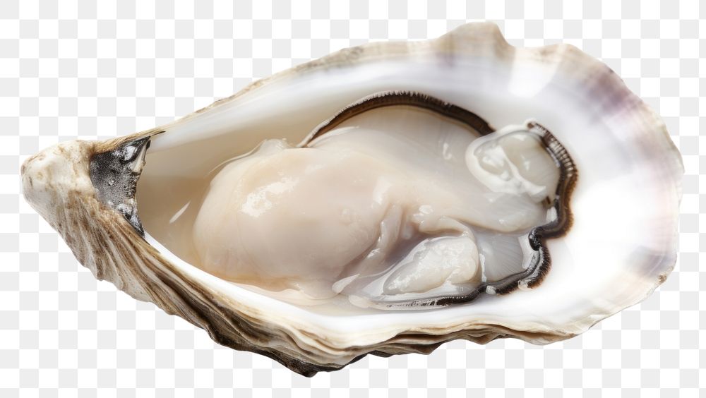 PNG Oyster seafood animal clam.