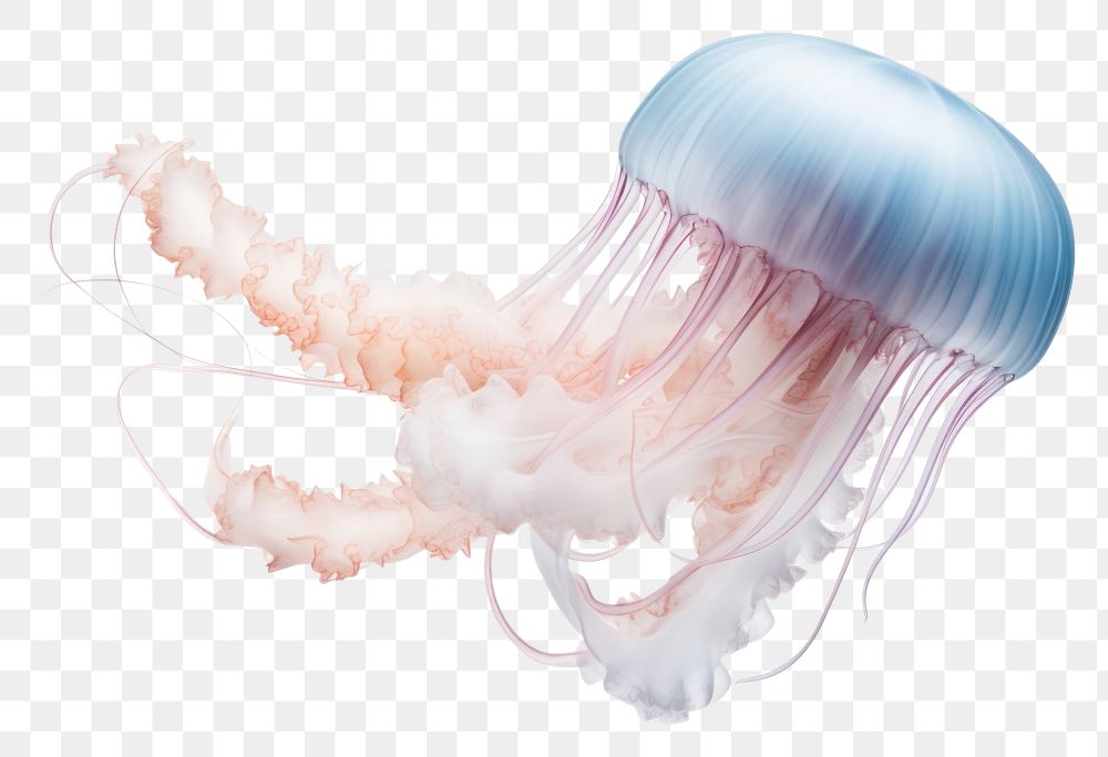 PNG Jellyfish animal white background invertebrate.