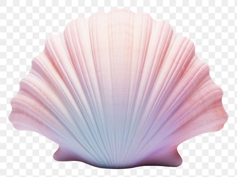 PNG Seashell clam white background invertebrate.