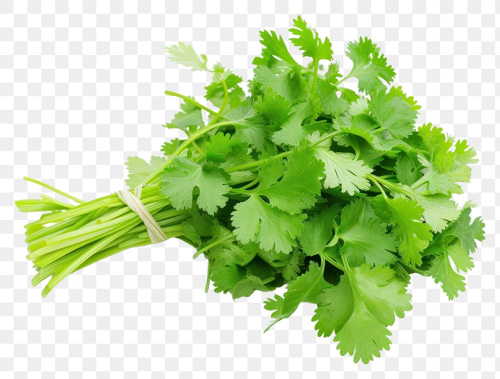PNG Photo of cilantro parsley plant herbs.