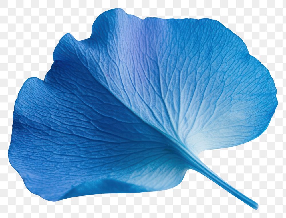 PNG Blue petal plant leaf freshness.