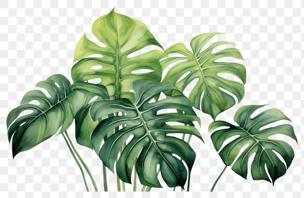 PNG Monstera leaves plant leaf freshness.