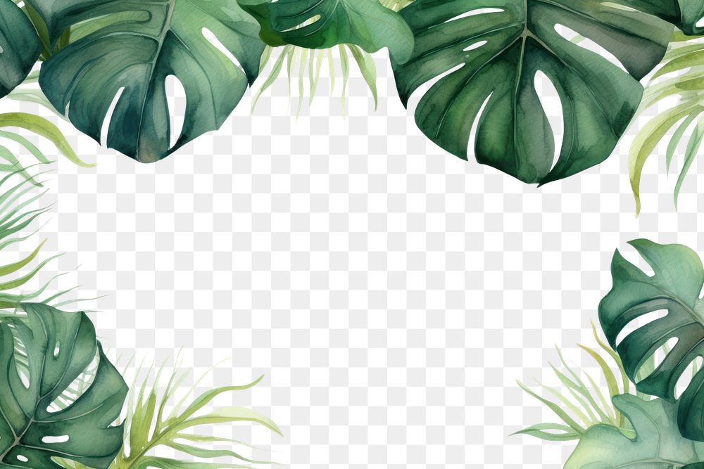 PNG Monstera leaves nature outdoors plant.