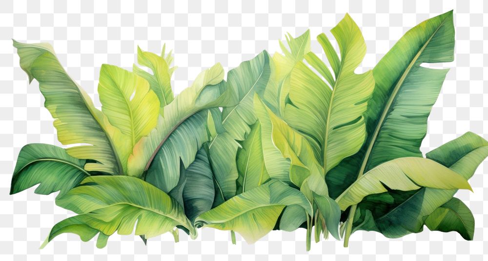 PNG Banana leaves plant leaf freshness.