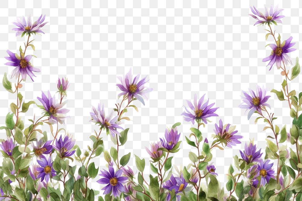 PNG Aster nature outdoors blossom