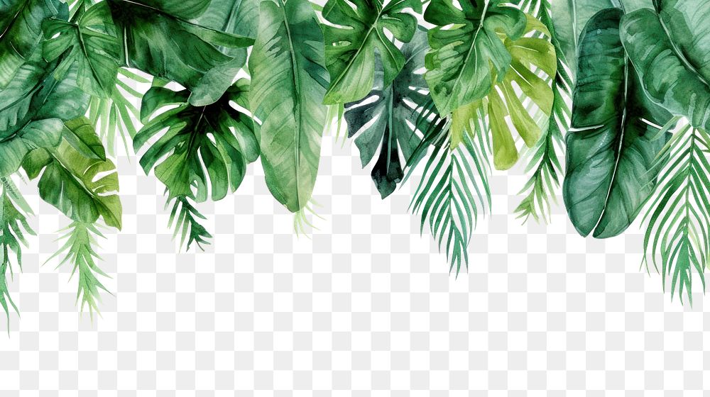PNG Tropical leaves nature outdoors plant.