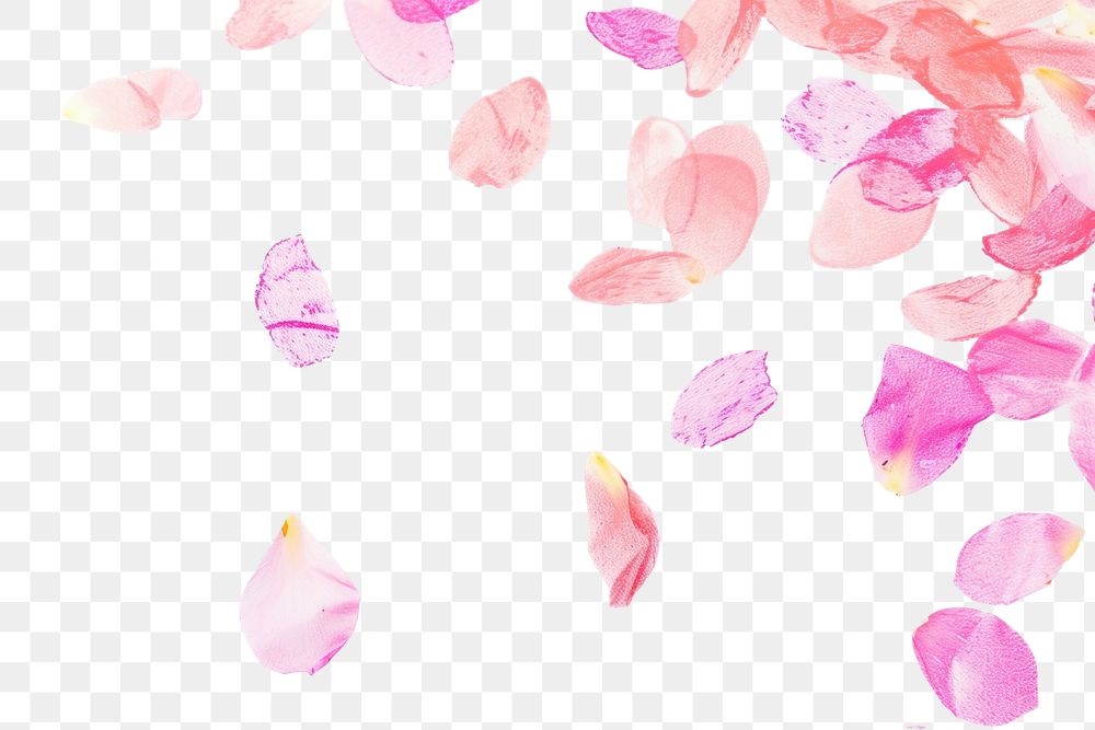PNG Petals falling in the style of minimalist illustrator backgrounds plant white background.