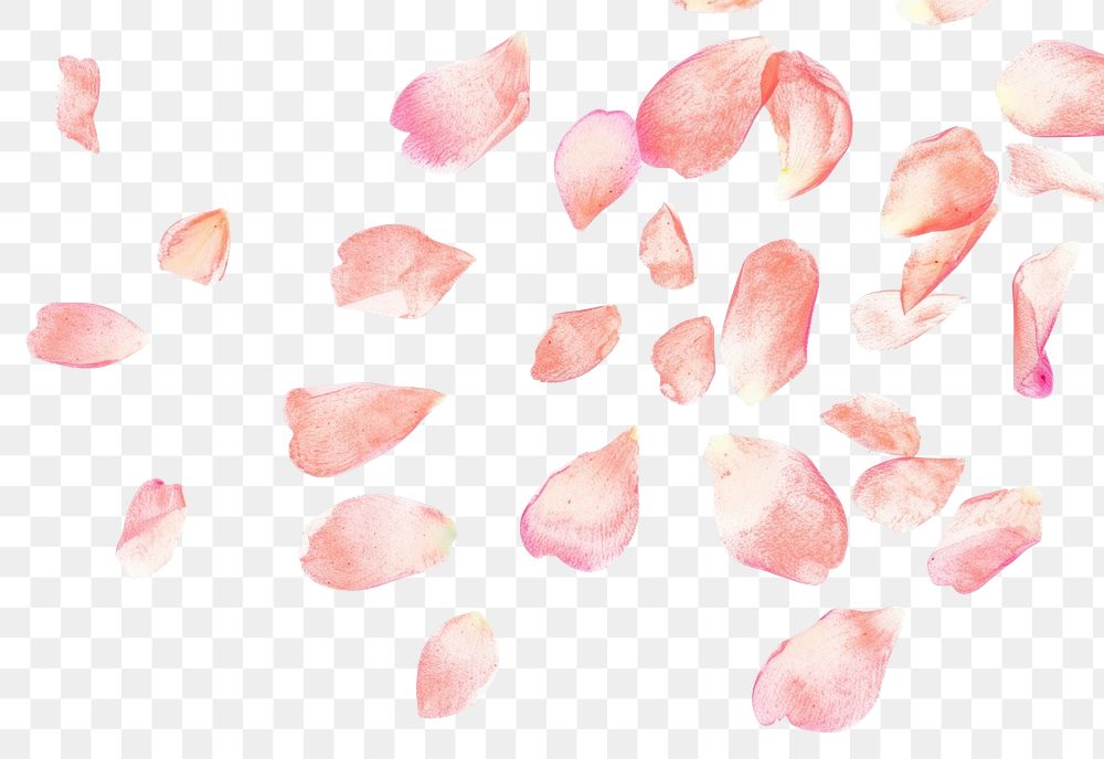 PNG Petals falling in the style of minimalist illustrator backgrounds white background abstract
