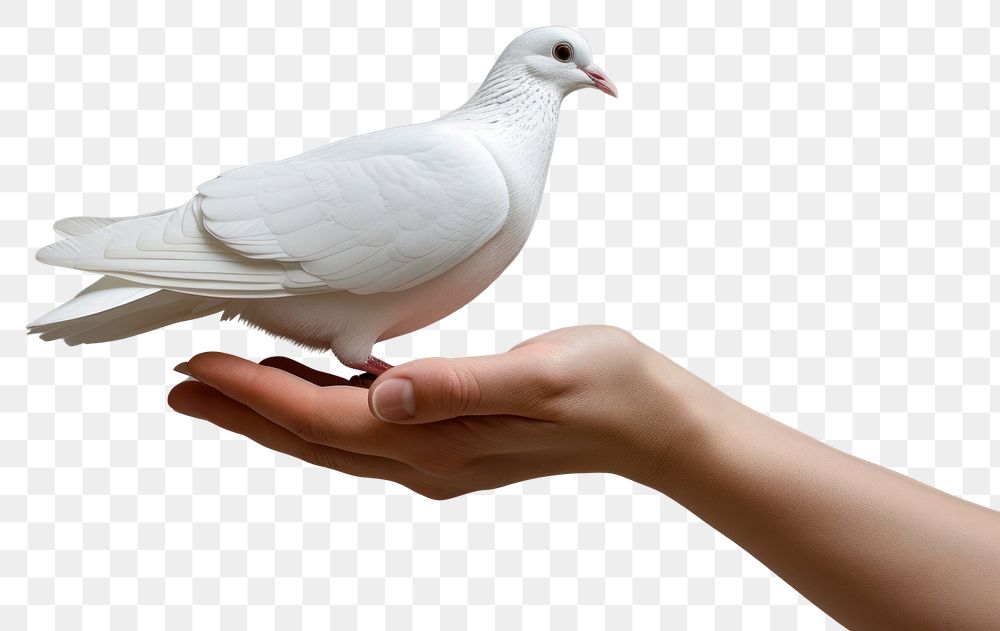 PNG Human rights animal pigeon white.