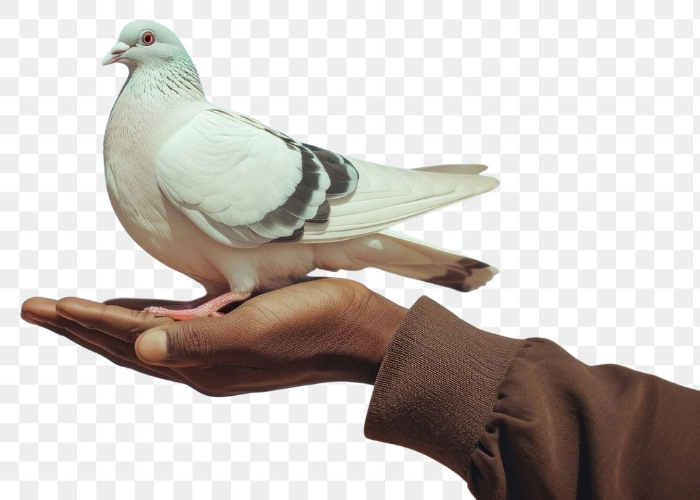 PNG Human rights holding animal pigeon.