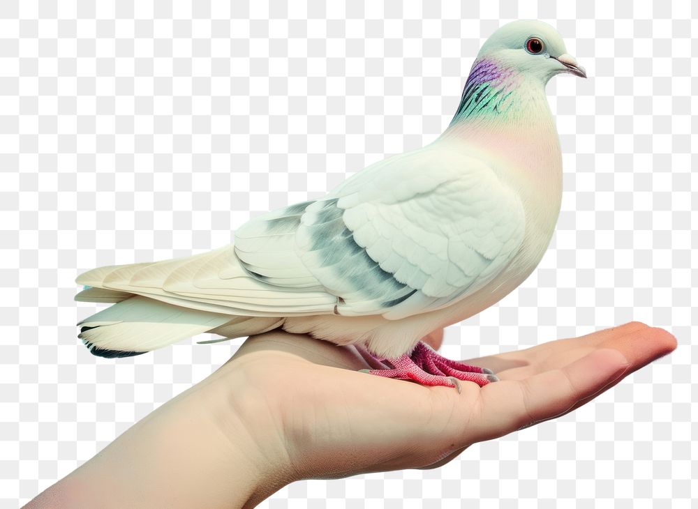 PNG Human rights pigeon animal bird.