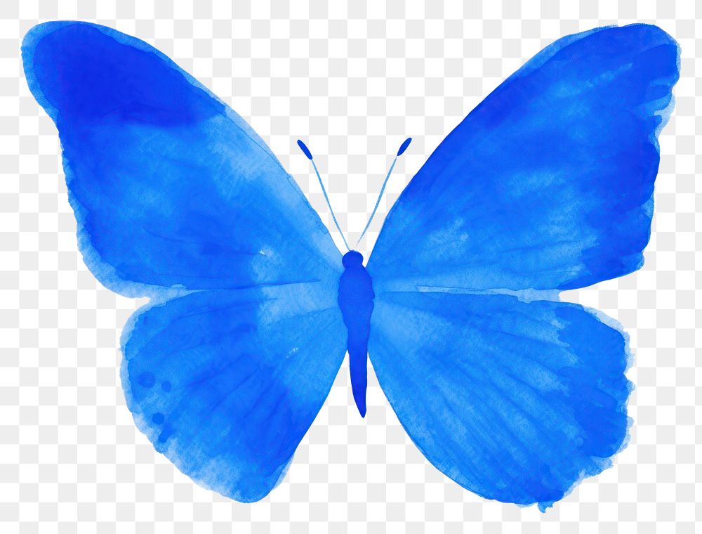PNG Blue butterfly animal insect petal.