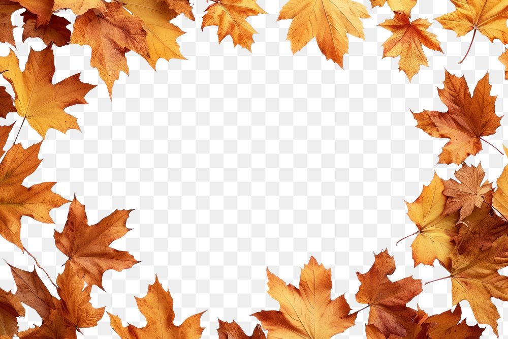 PNG Frame Of Autumn Leaves backgrounds leaves autumn.