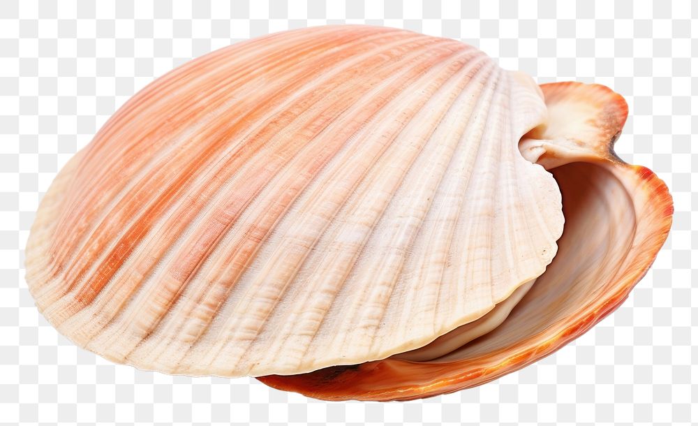 PNG Shellfish seashell clam food.