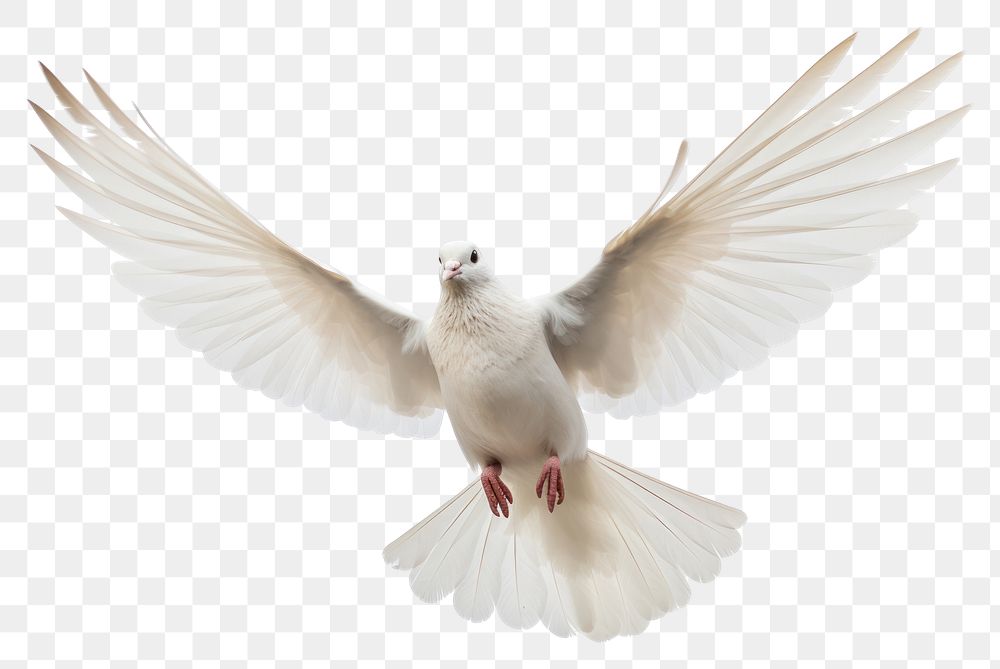 PNG Photo of flying dove animal white bird.