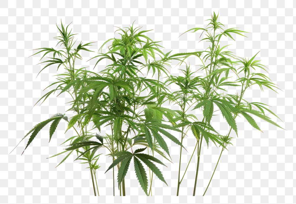 PNG Plant leaf freshness cannabis.