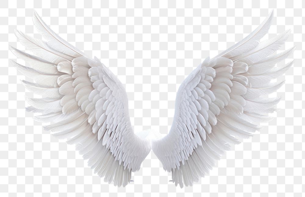 PNG White wings angel bird white background.