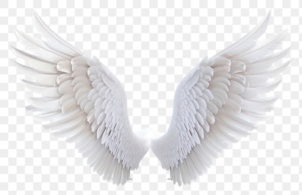 PNG White wings angel bird | Premium PNG - rawpixel