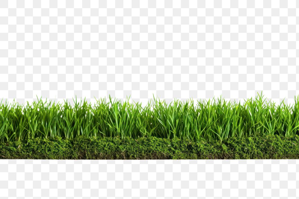 PNG A lawn grass plant soil