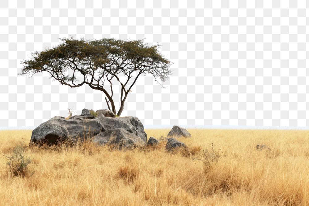 PNG Landscape grassland outdoors savanna.