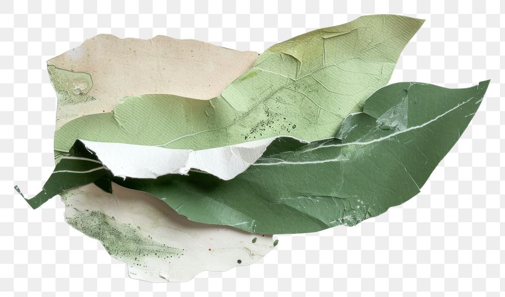 PNG Plant paper leaf damaged.
