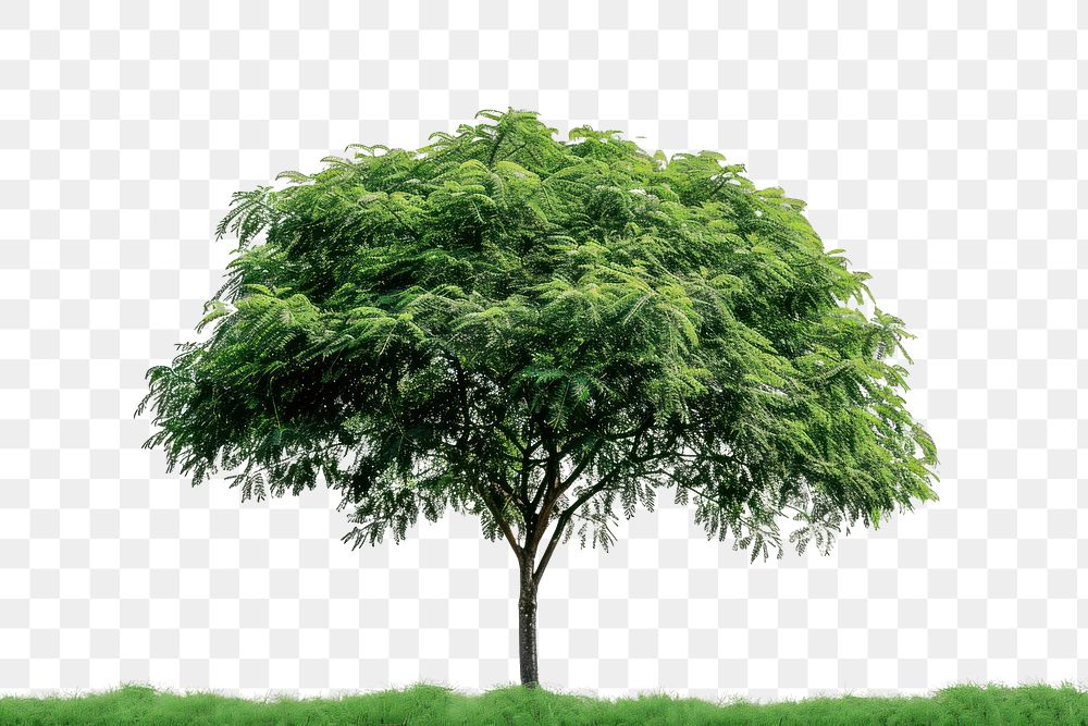 PNG Plant tree tranquility vegetation.