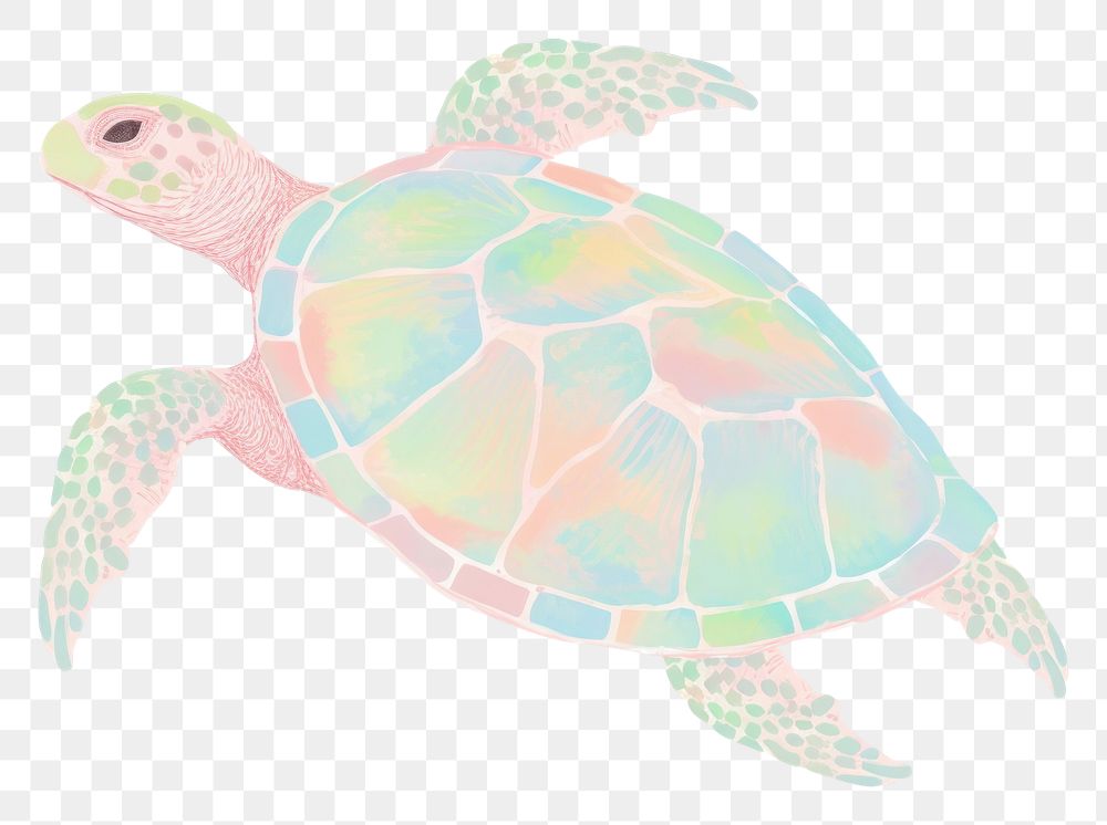 PNG Turtle reptile drawing animal. 