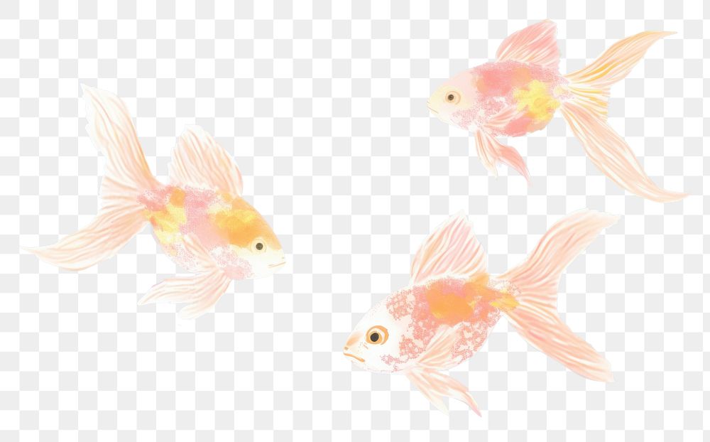 PNG  Goldfish backgrounds animal transparent. AI generated Image by rawpixel.