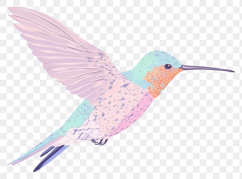 PNG  Hummingbird drawing animal white background. AI generated Image by rawpixel.