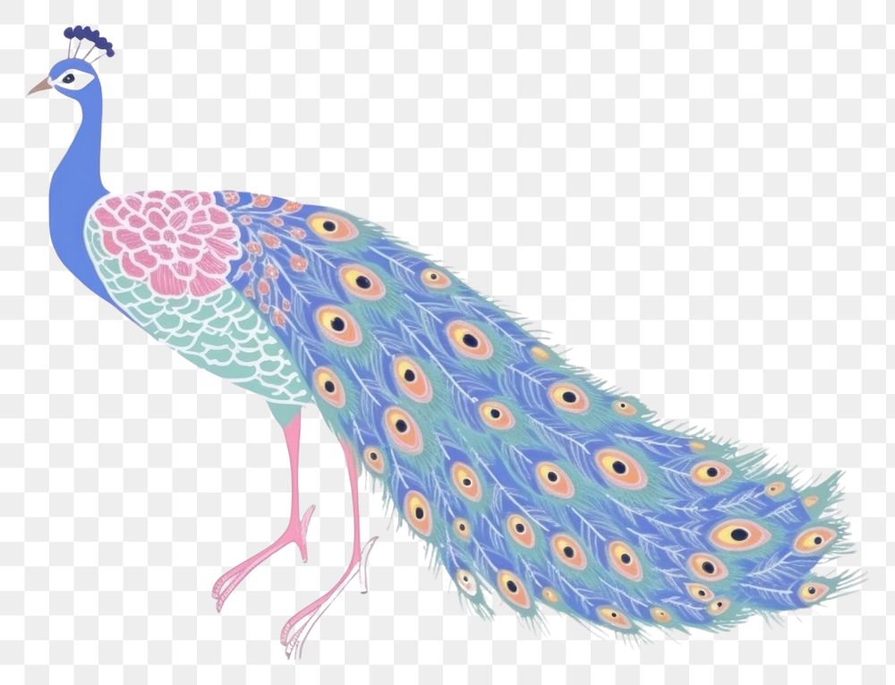 PNG  Peacock art drawing animal. .