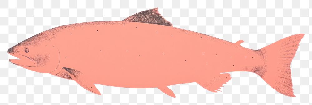 PNG Salmon minimalist form animal fish underwater.