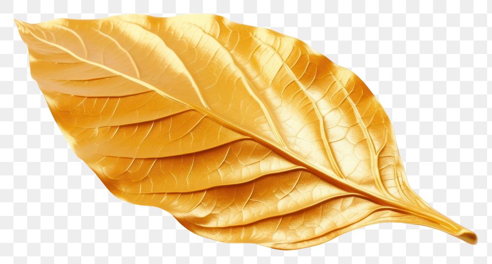PNG  Fall leaf plant gold white background.