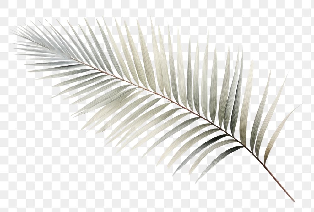 PNG  Palm leaf backgrounds plant pattern.