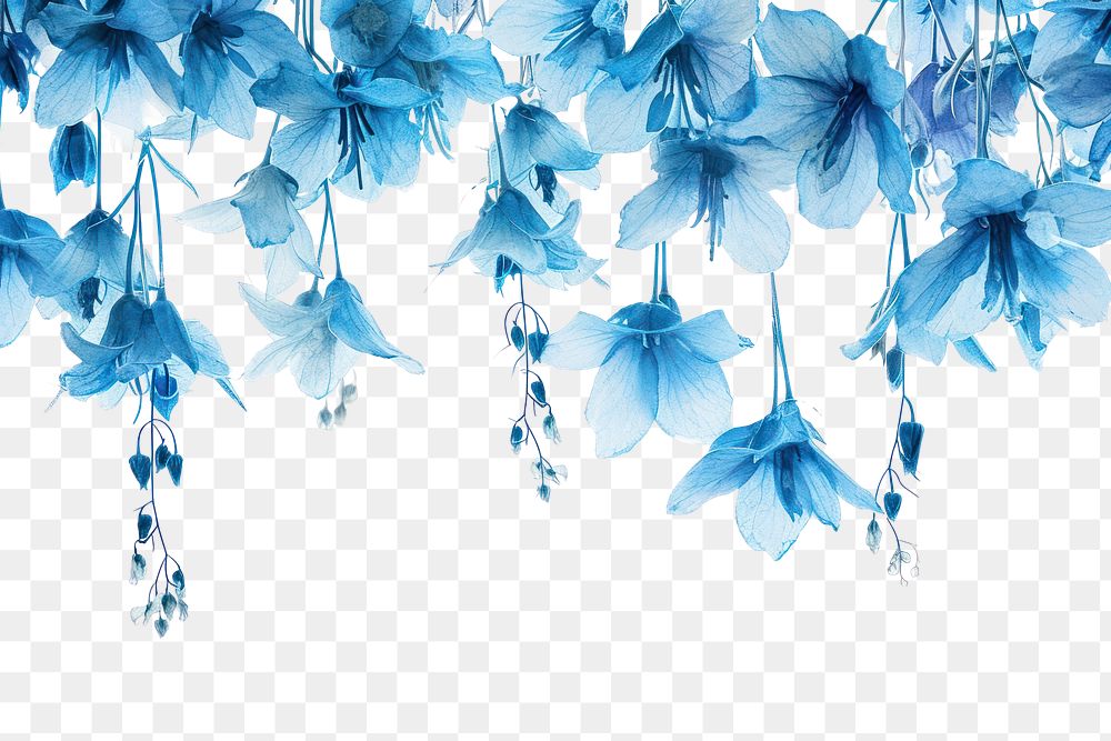PNG  Blue flowers nature petal plant.