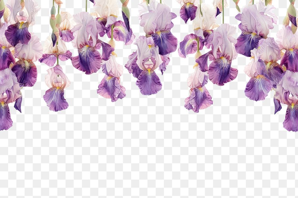 PNG  Iris flowers blossom hanging nature.