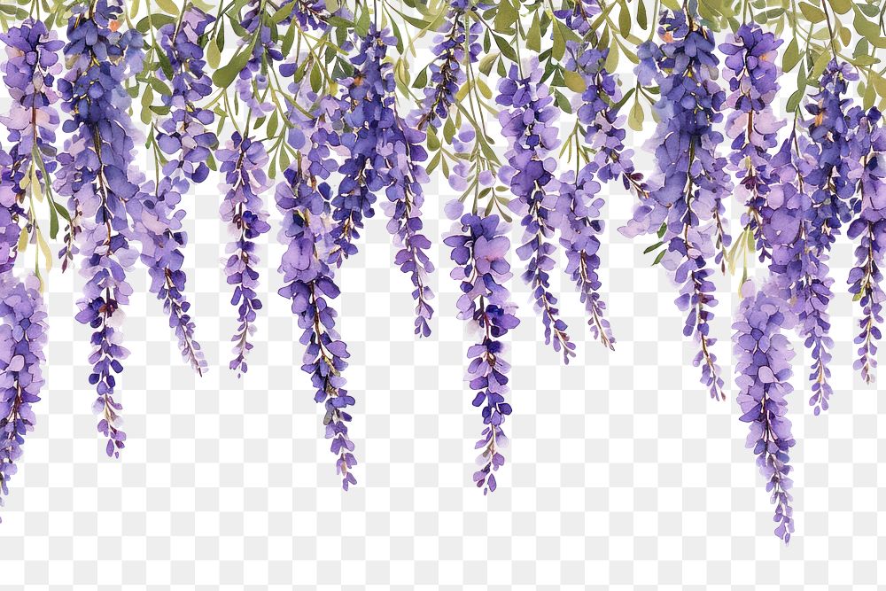 PNG  Lavender flowers blossom nature lilac.