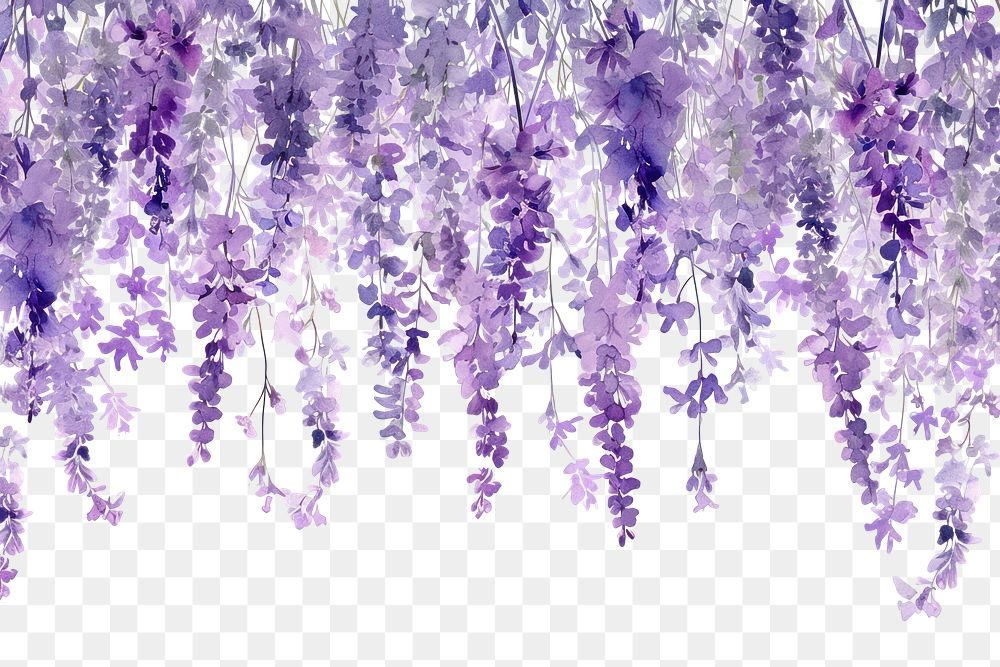 PNG  Lavender flowers nature blossom purple.