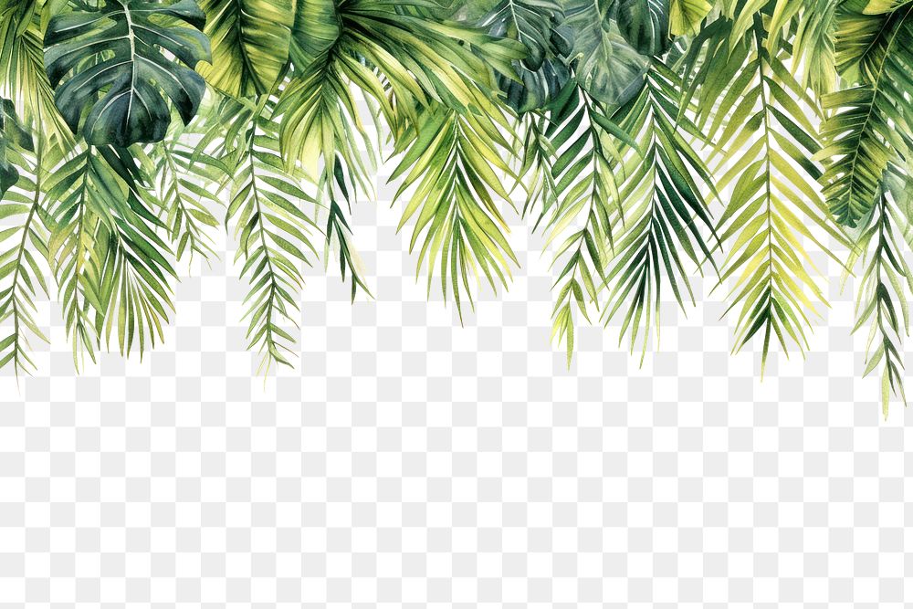 PNG  Palm leaves nature outdoors plant.