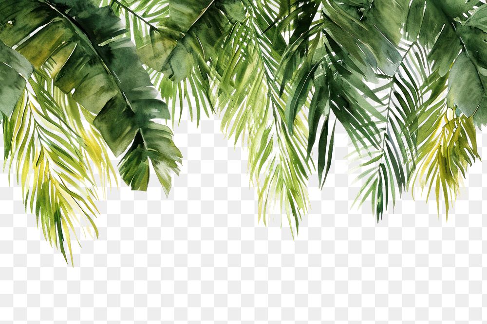 PNG  Palm leaves nature outdoors plant.