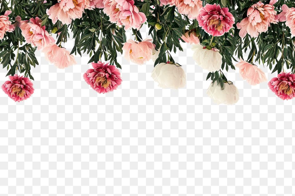 PNG  Peony flowers hanging nature plant.