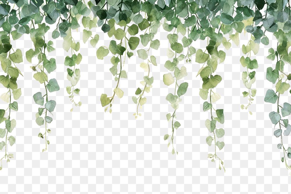 PNG  Vine plant nature leaf backgrounds.