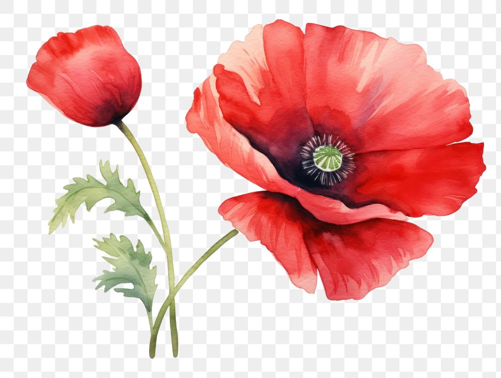 PNG  Watercolor poppy flower plant white background inflorescence.