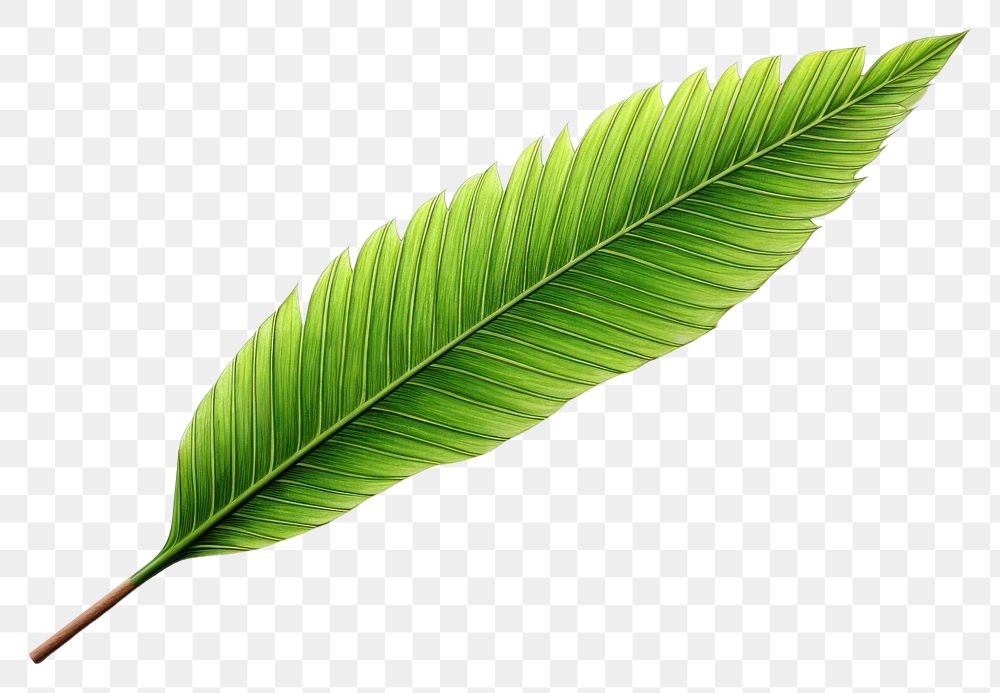 PNG  Palm leaf plant freshness nature.