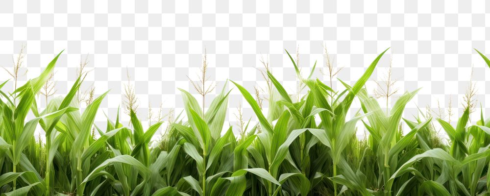 PNG  Corn field agriculture backgrounds outdoors.