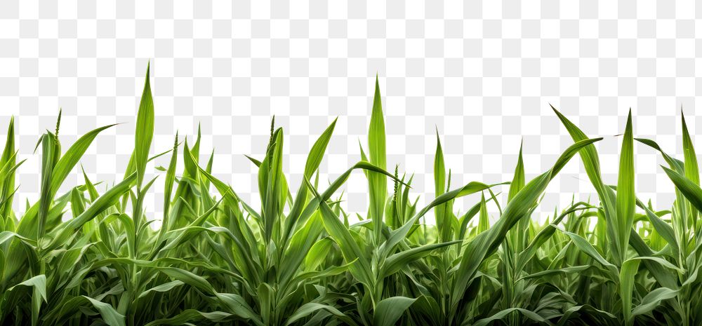PNG  Corn field backgrounds outdoors nature.